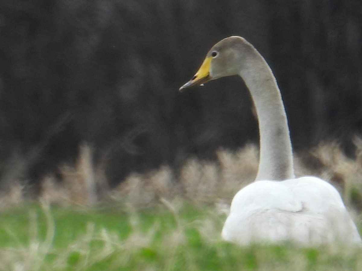 Whooper Swan - ML447104691
