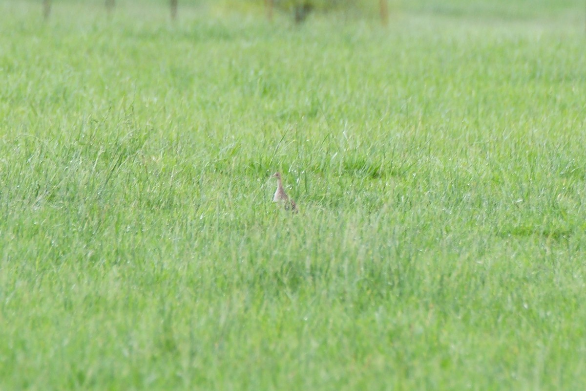 Upland Sandpiper - ML447106451