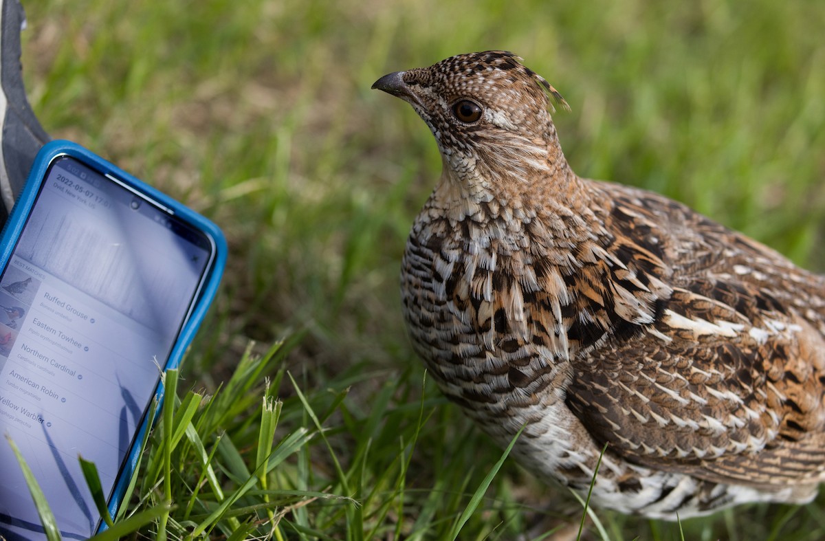 Ruffed Grouse - ML447106581