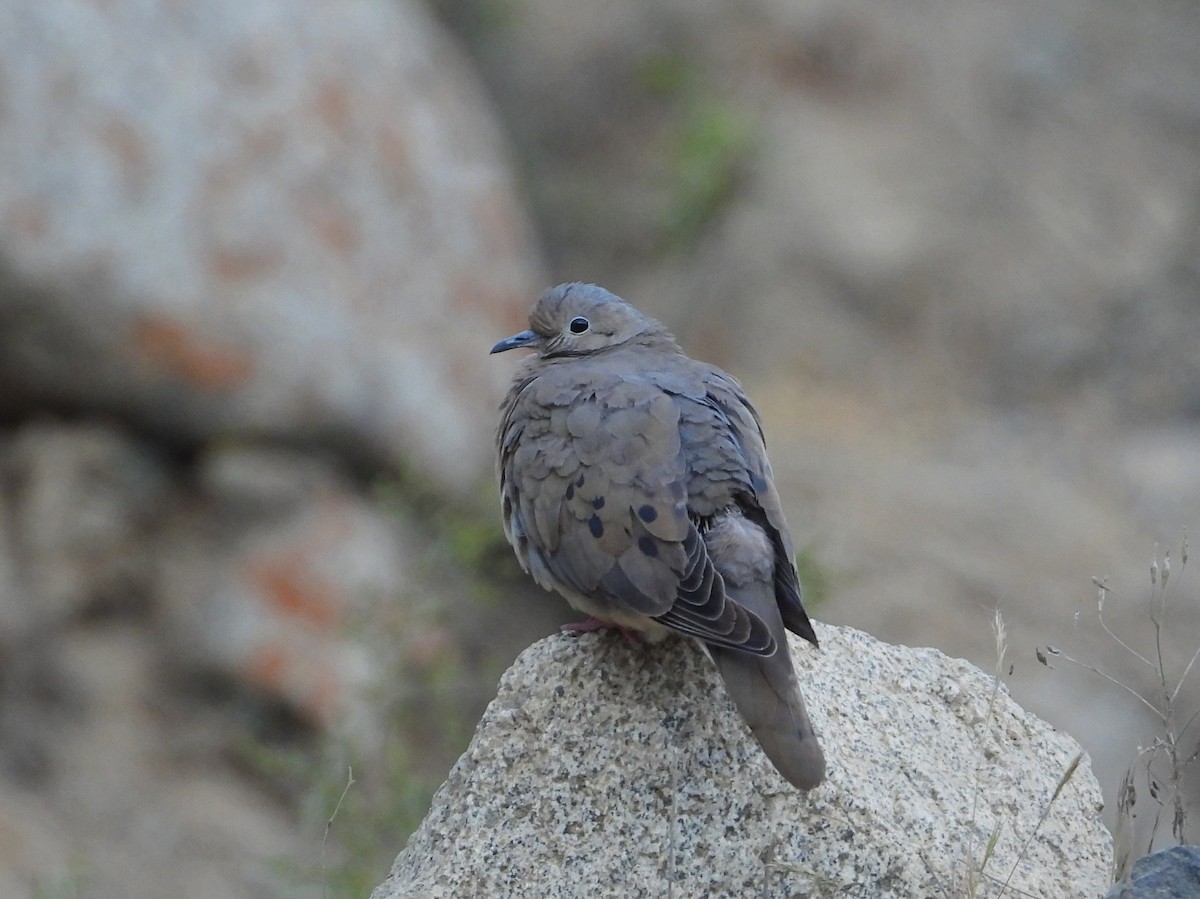 Eared Dove - ML447107321