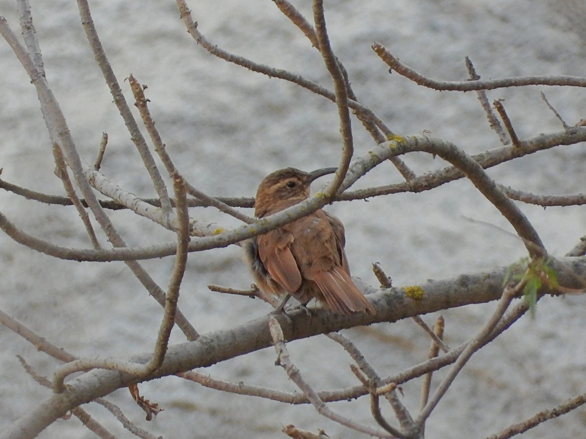 White-throated Earthcreeper - Rutger Koperdraad