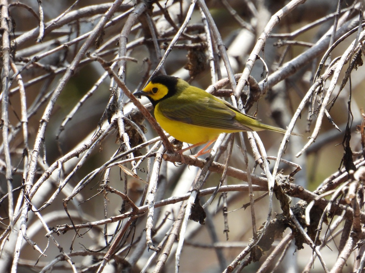 Hooded Warbler - ML447108231