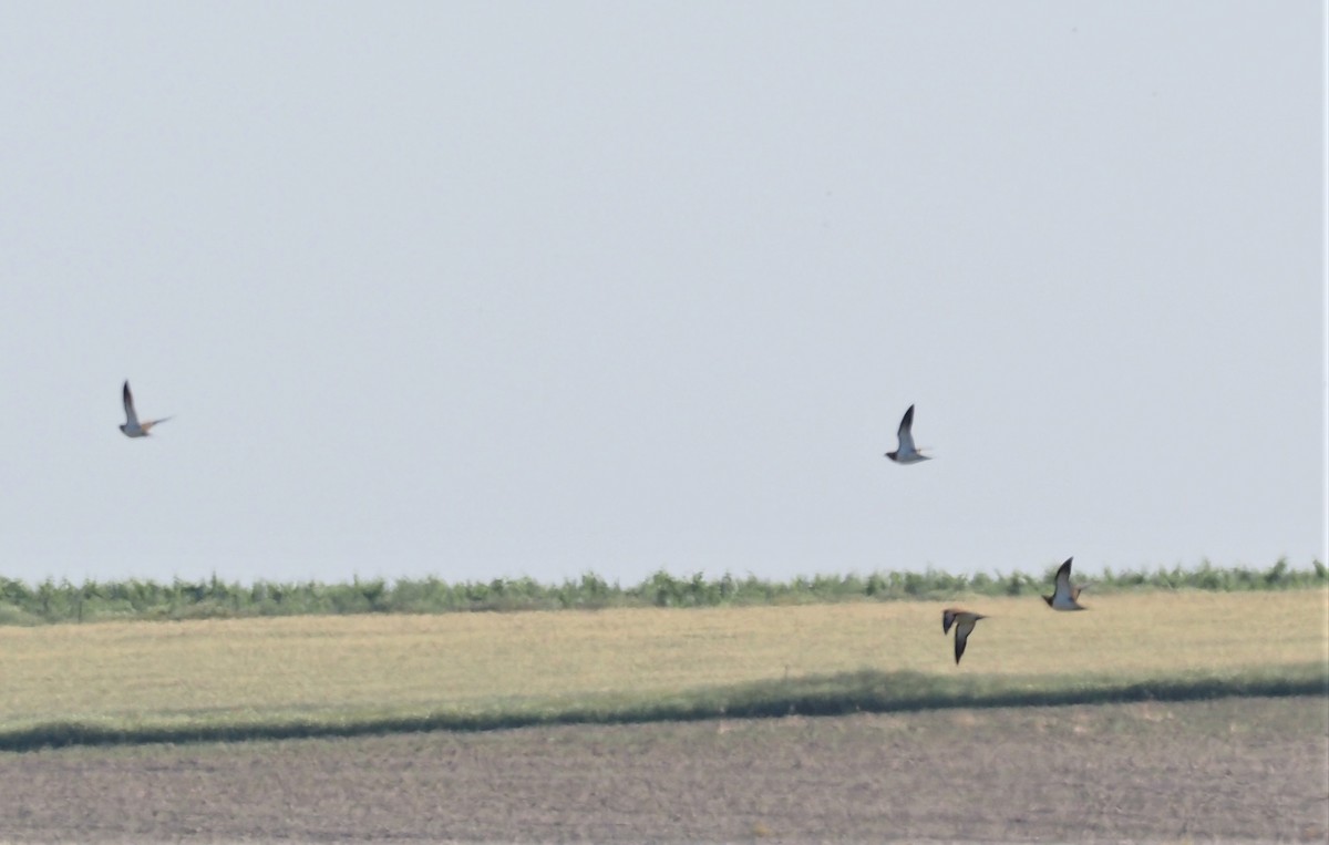 Pin-tailed Sandgrouse - ML447108411