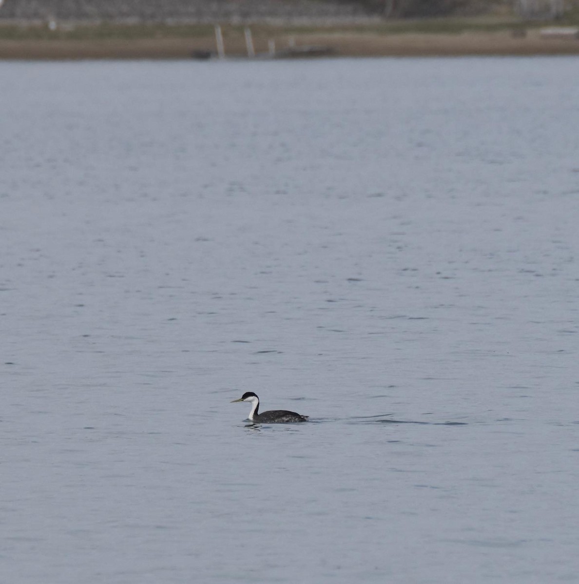 Western Grebe - ML447109981