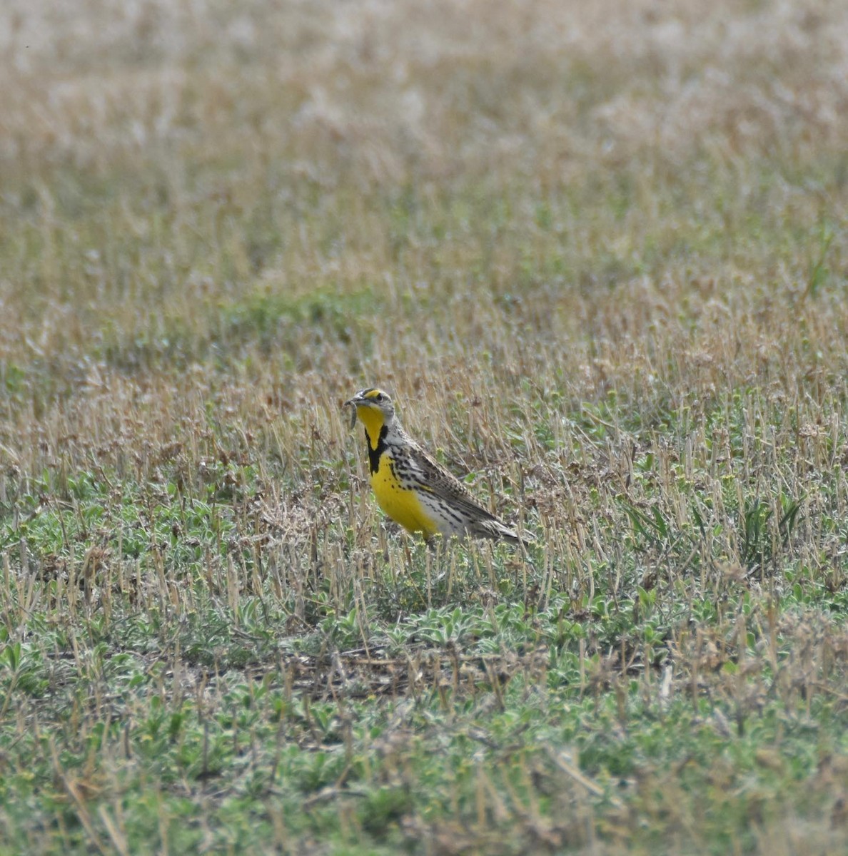 Western Meadowlark - Daniel Parsons