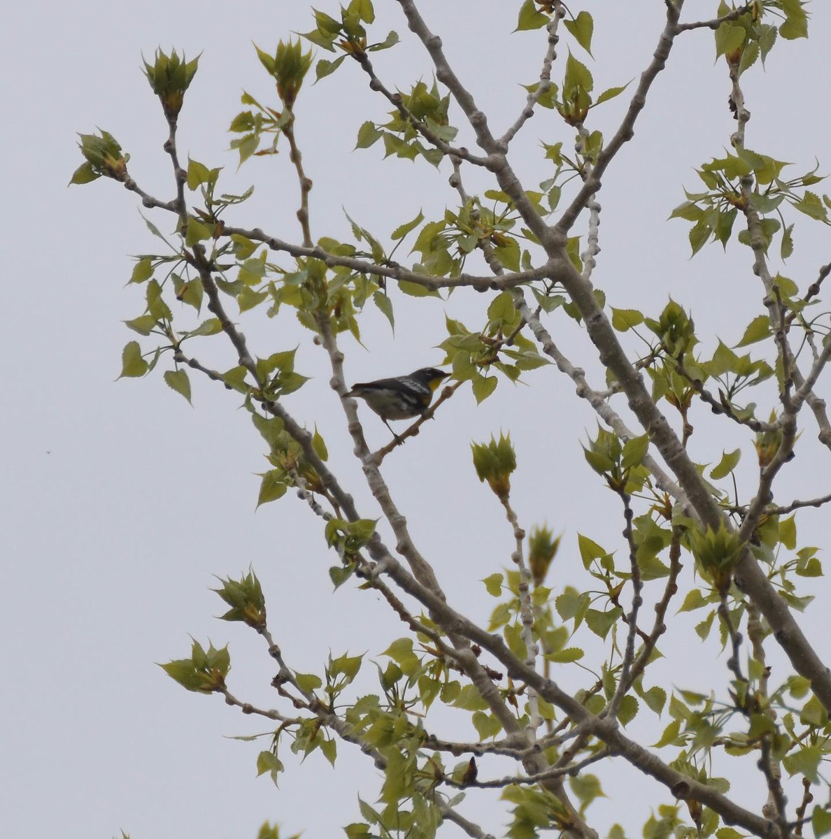 Kronenwaldsänger (Audubonwaldsänger) - ML447110931