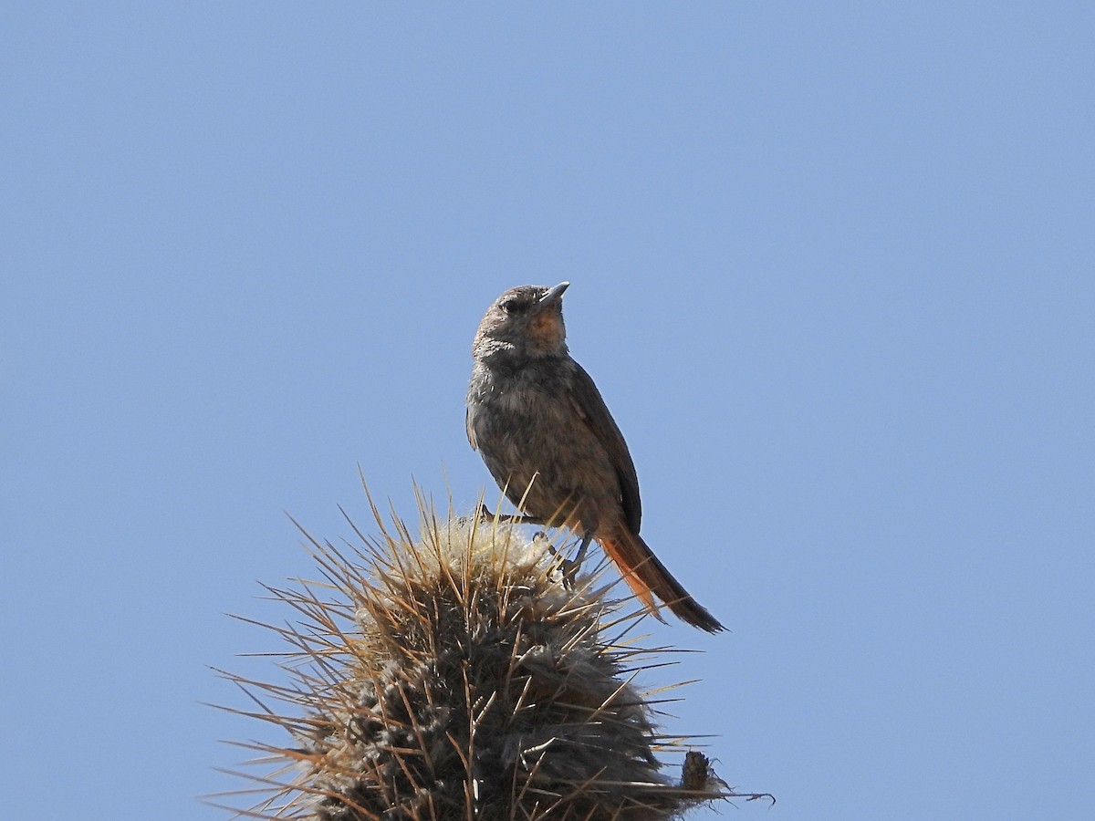 Canastero de Los Cactus - ML447112141