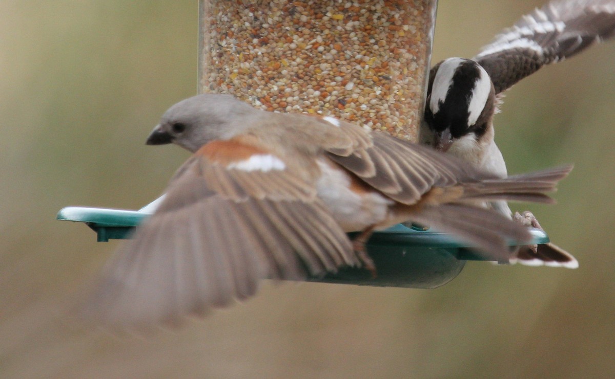 Moineau sud-africain - ML44711421