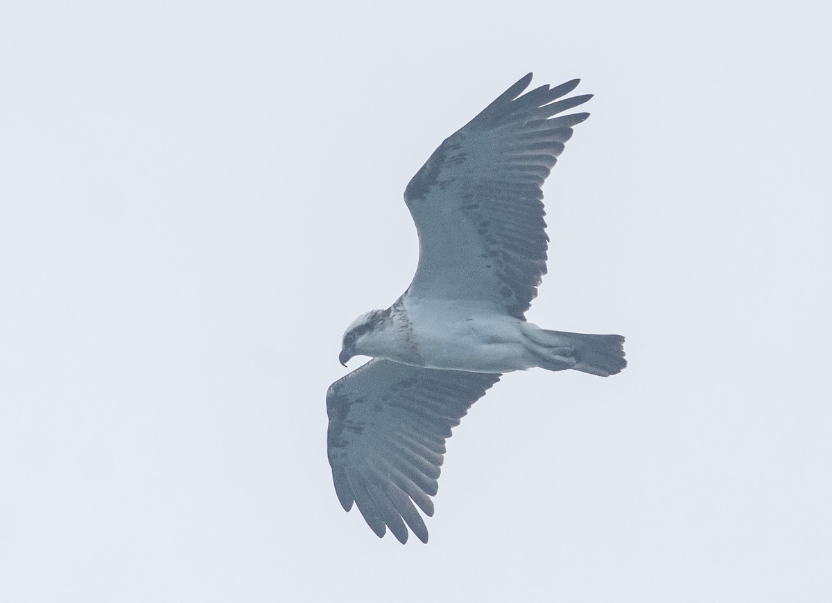 Águila Pescadora (Australia) - ML447114371