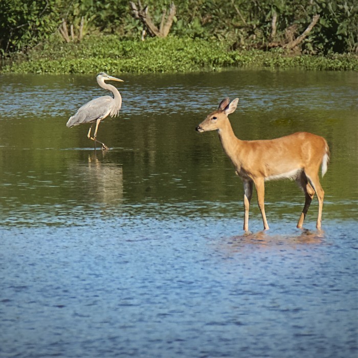 Great Blue Heron - ML447114701