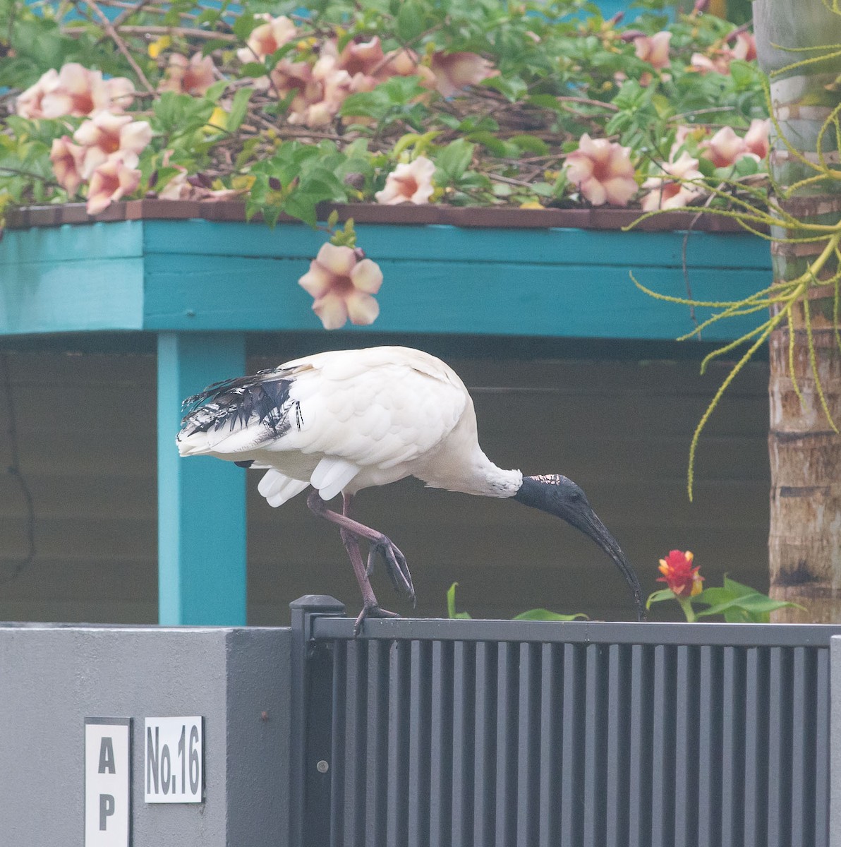 Australian Ibis - ML447115401