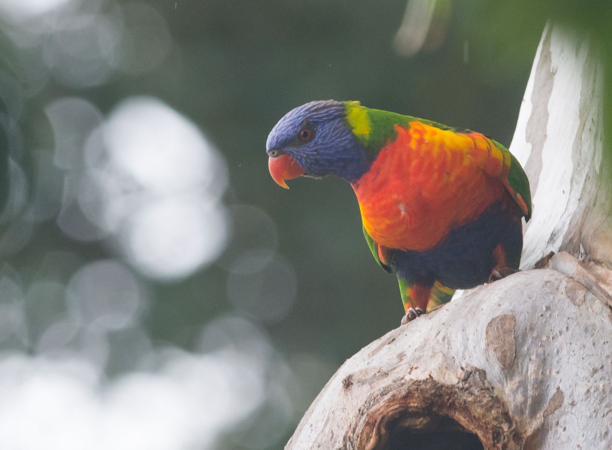 Rainbow Lorikeet - Monika Wolters