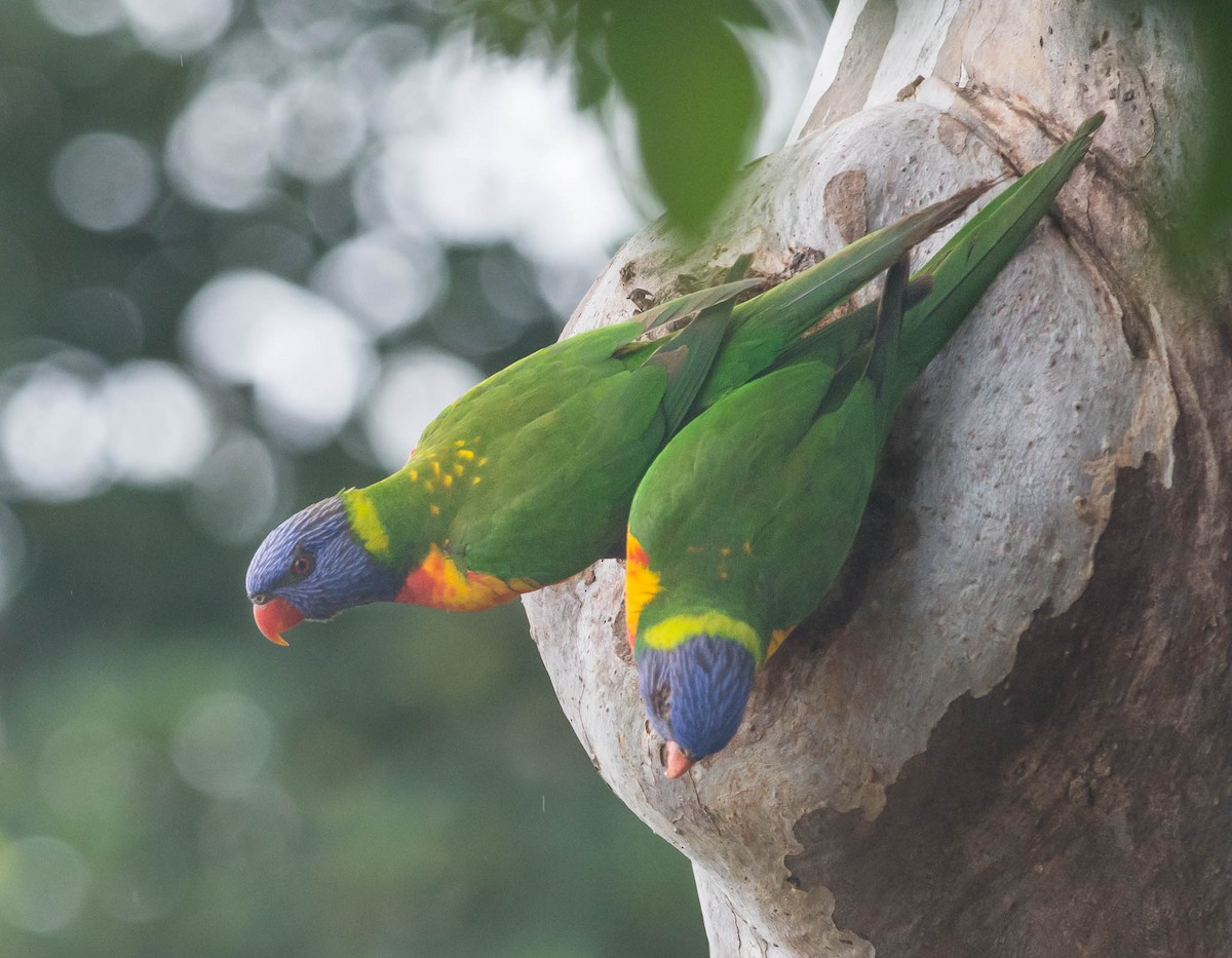 Rainbow Lorikeet - Monika Wolters