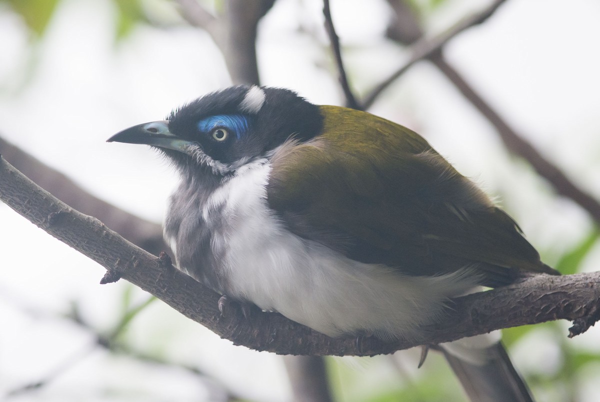 Blue-faced Honeyeater (Blue-faced) - ML447115861