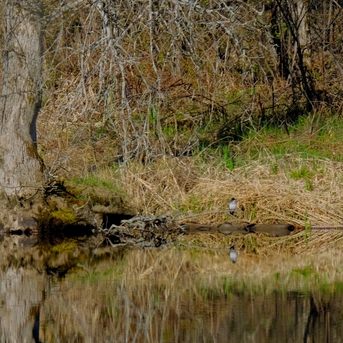 Eastern Kingbird - ML447116551