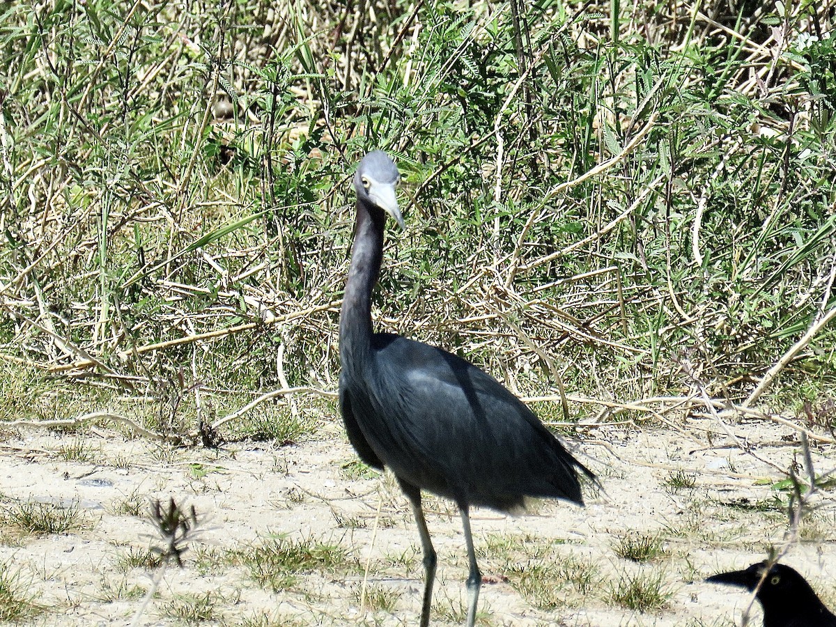 Little Blue Heron - ML447117921