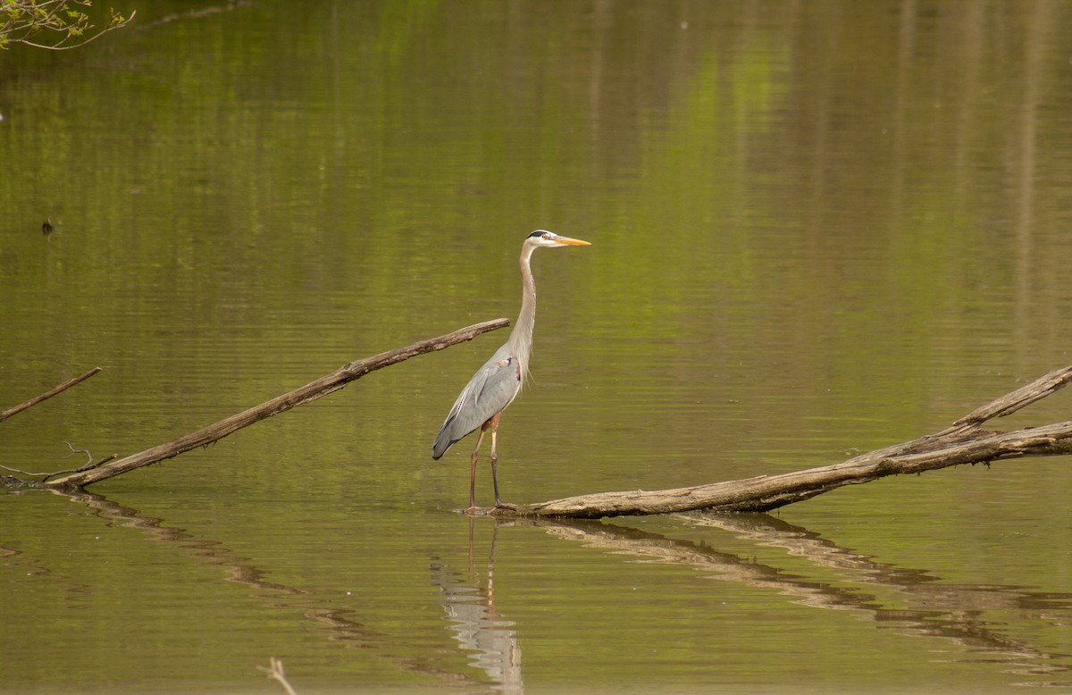 Great Blue Heron - ML447118331