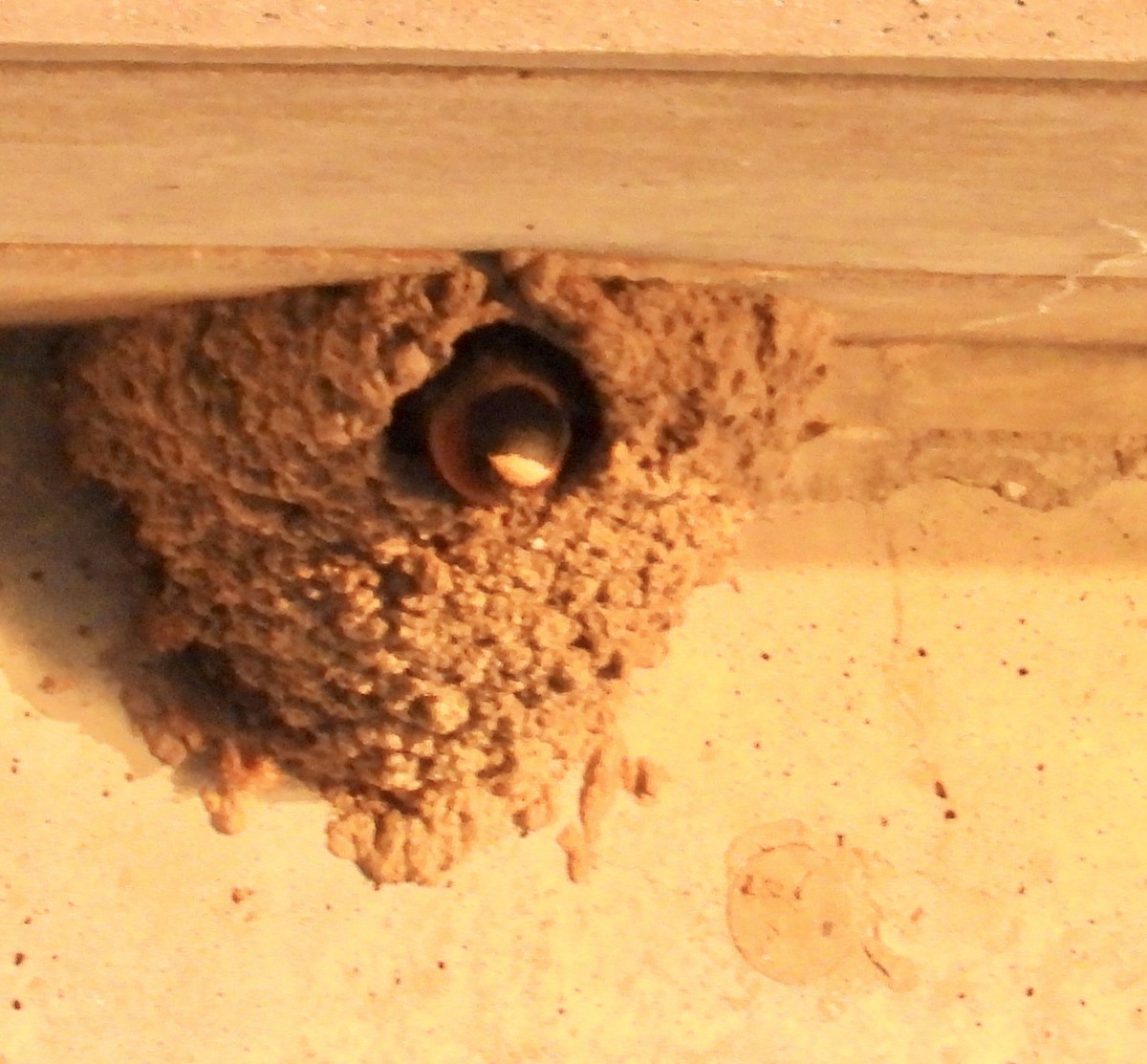 Cliff Swallow - ML447118341