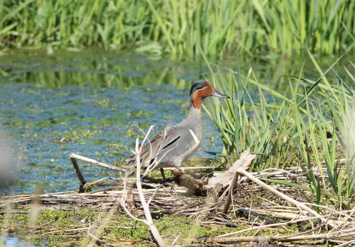 Green-winged Teal - ML447118831