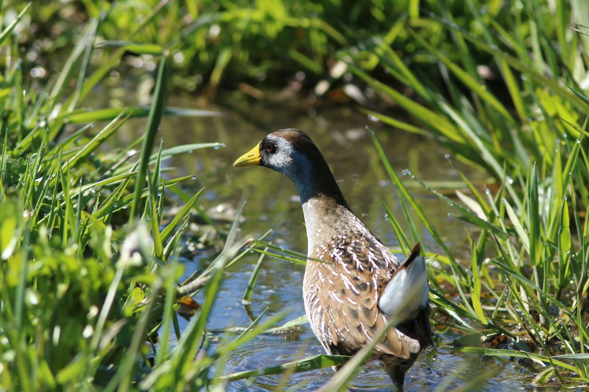 Polluela Sora - ML447119821