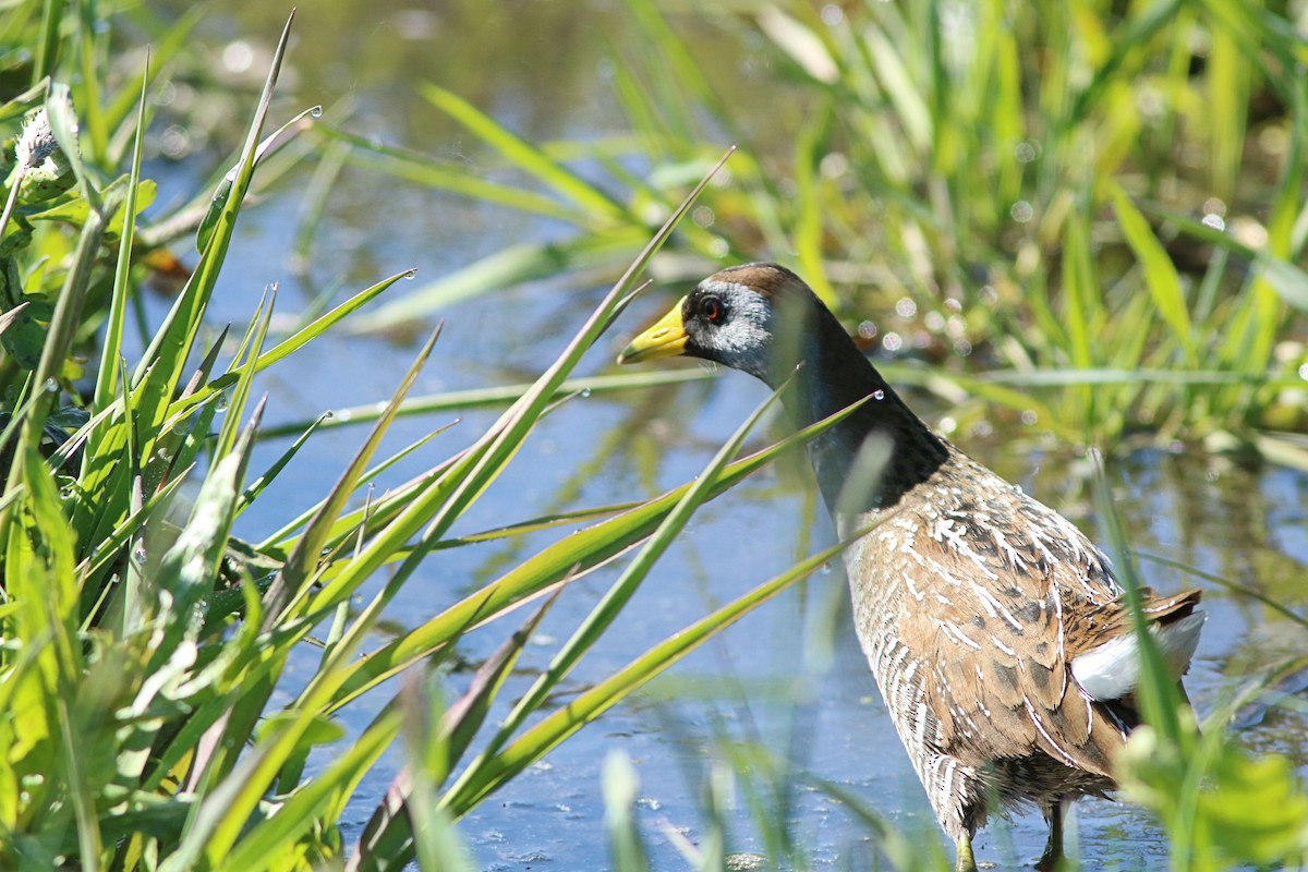 Polluela Sora - ML447119841