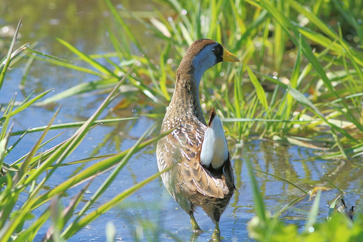 Polluela Sora - ML447119871