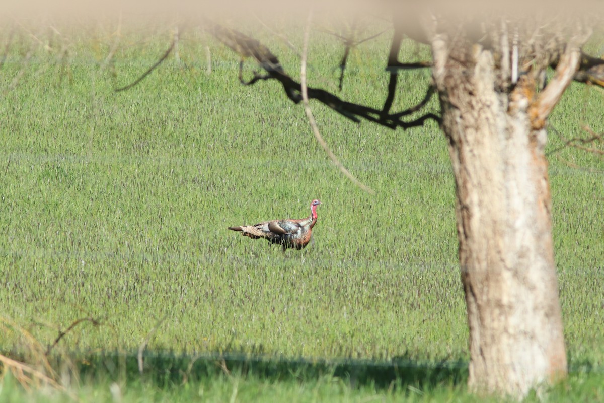 Wild Turkey - ML447119931