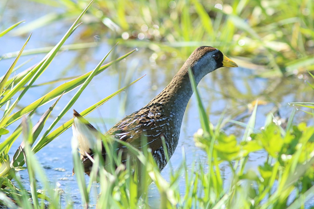 Polluela Sora - ML447119951