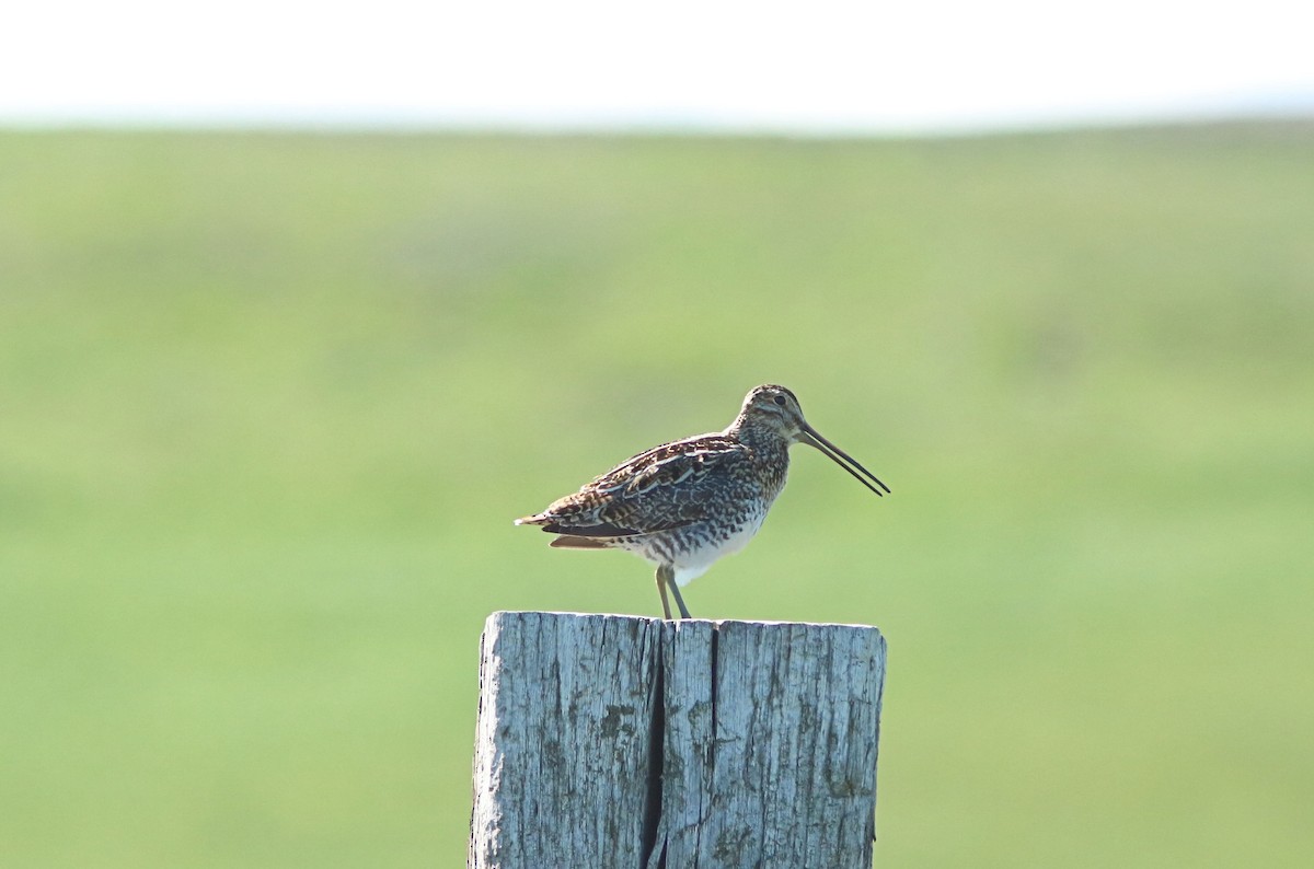 Wilson's Snipe - Kris Hazelbaker