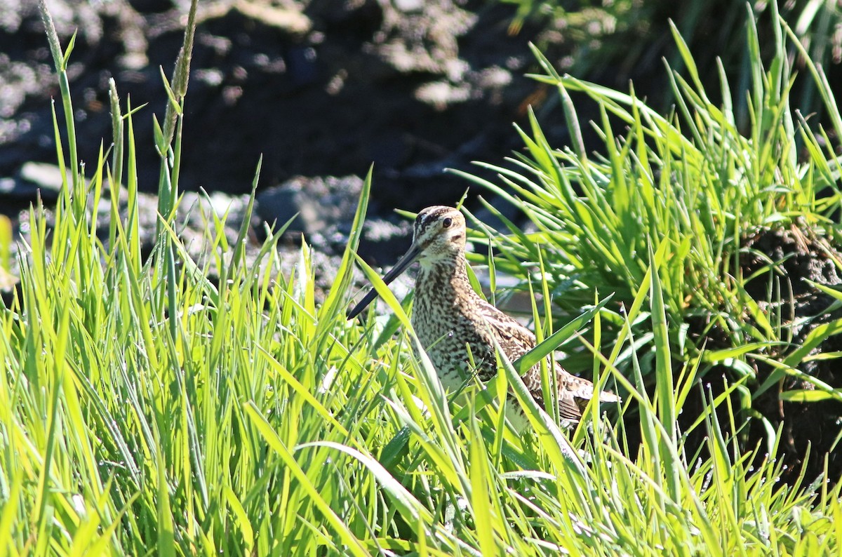 Wilson's Snipe - ML447120051