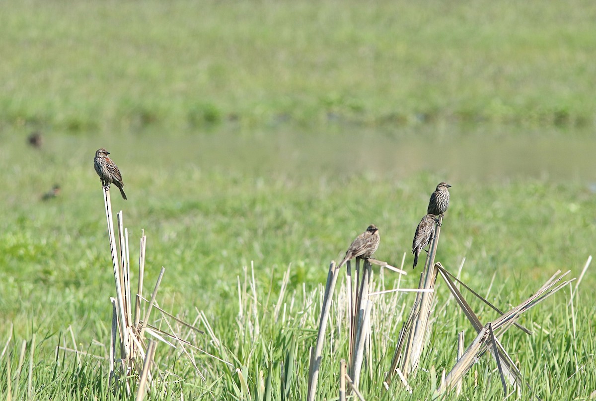 Red-winged Blackbird - ML447120071