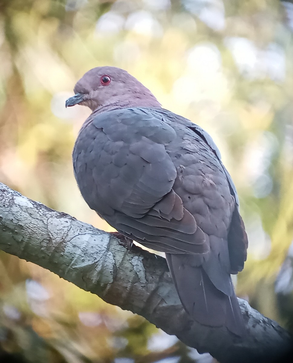 Short-billed Pigeon - Mauricio  Aguilar