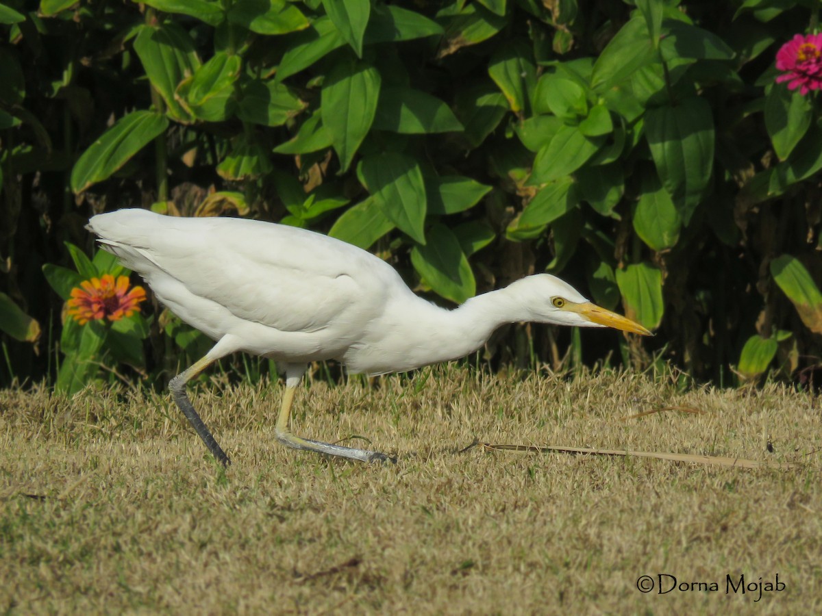 Western Cattle-Egret - ML44712041