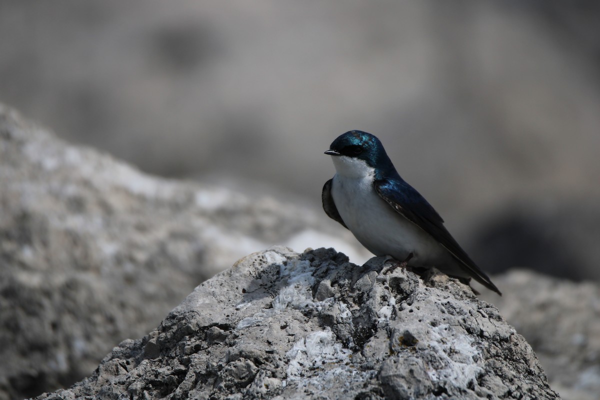 Tree Swallow - ML447121511