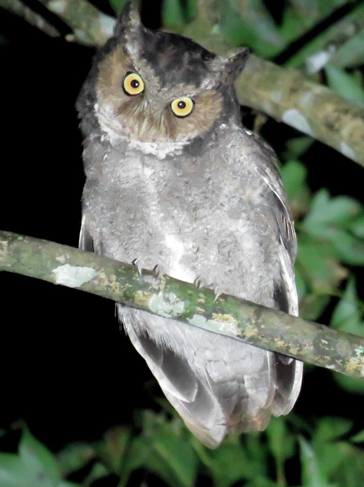 Mountain Scops-Owl - ML44712181