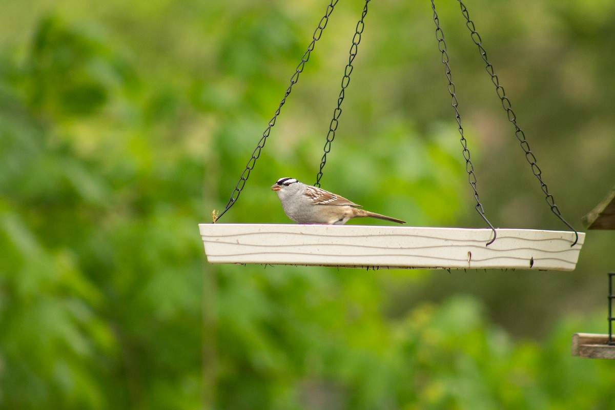 White-crowned Sparrow - ML447122021