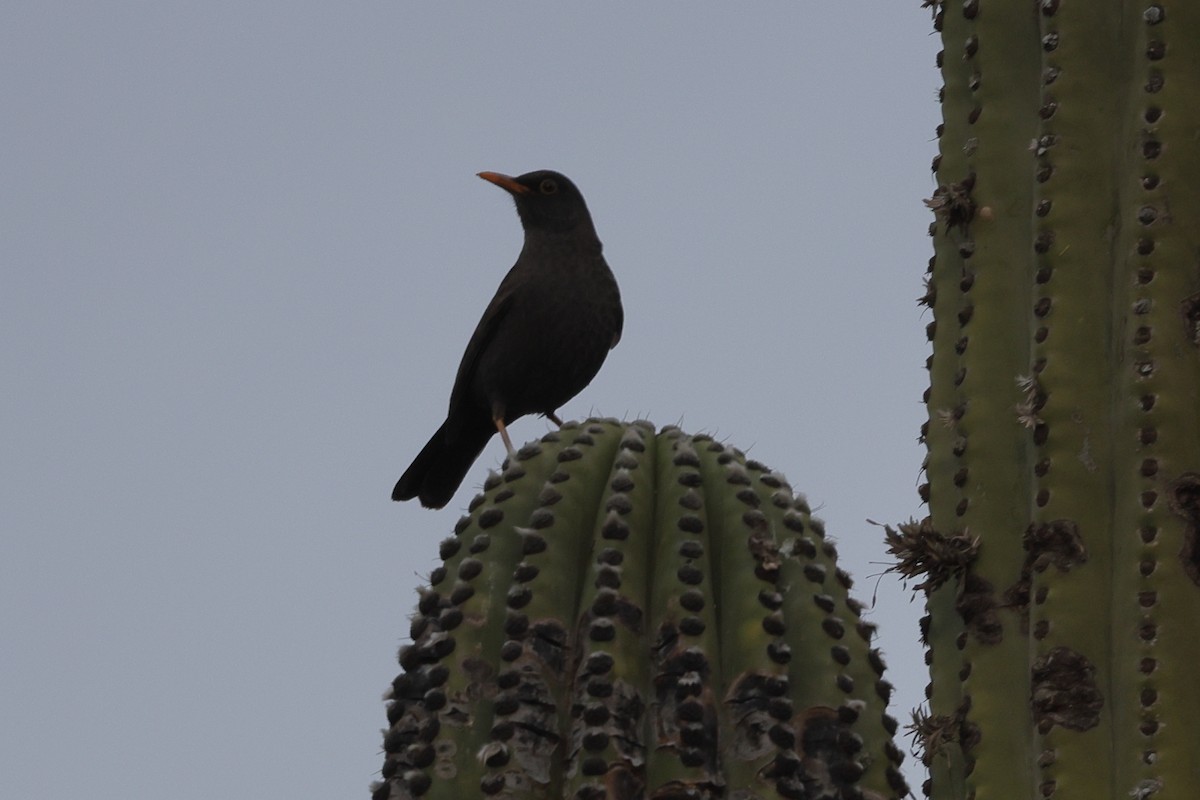 Chiguanco Thrush (anthracinus) - ML447122161