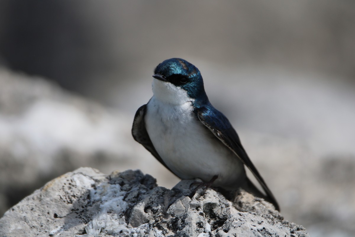 Tree Swallow - ML447122171