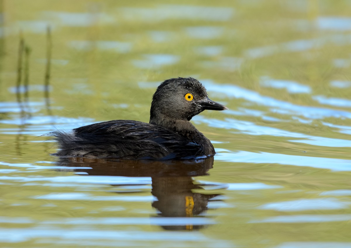 Least Grebe - Benny Diaz