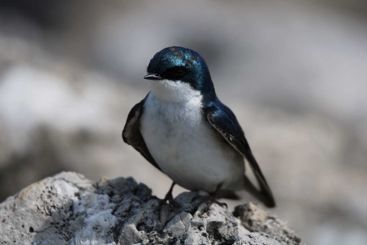 Tree Swallow - ML447123061