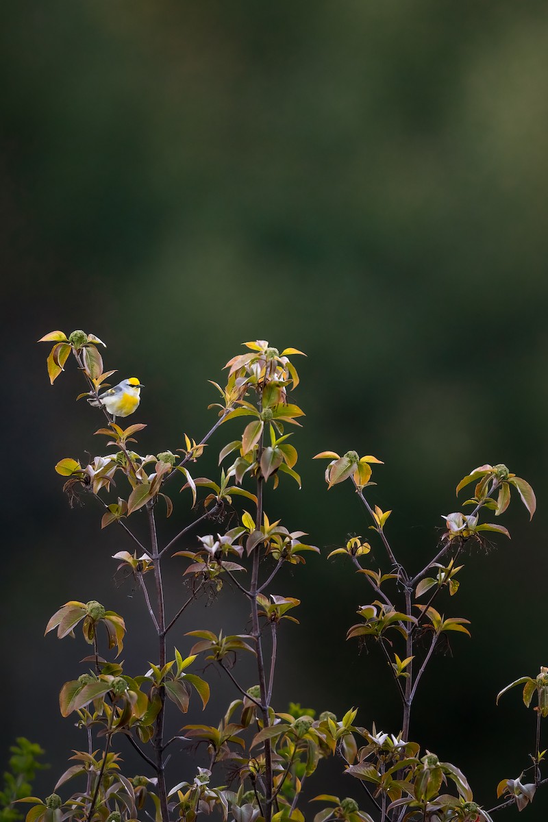 Goldflügel- x Blauflügel-Waldsänger (F1-Hybrid) - ML447123441