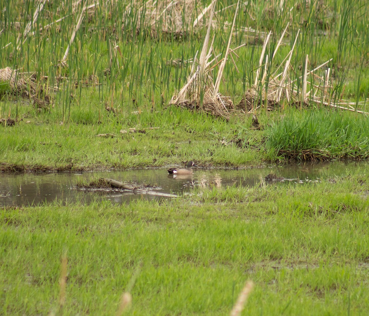 Blue-winged Teal - Kyle Bailey