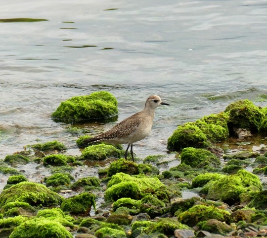 American Golden-Plover - ML447124291