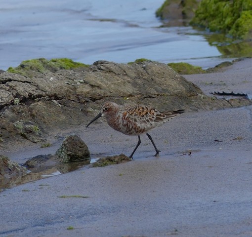Хадуур элсэг - ML447124511