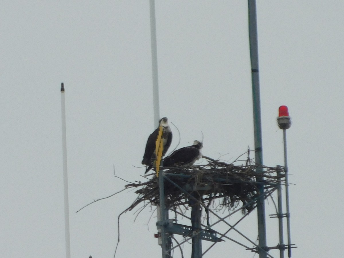 Águila Pescadora - ML447125591