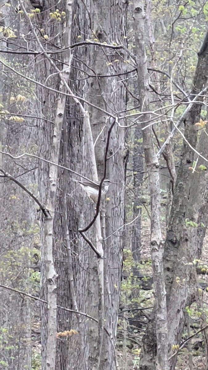 Louisiana Waterthrush - ML447125721