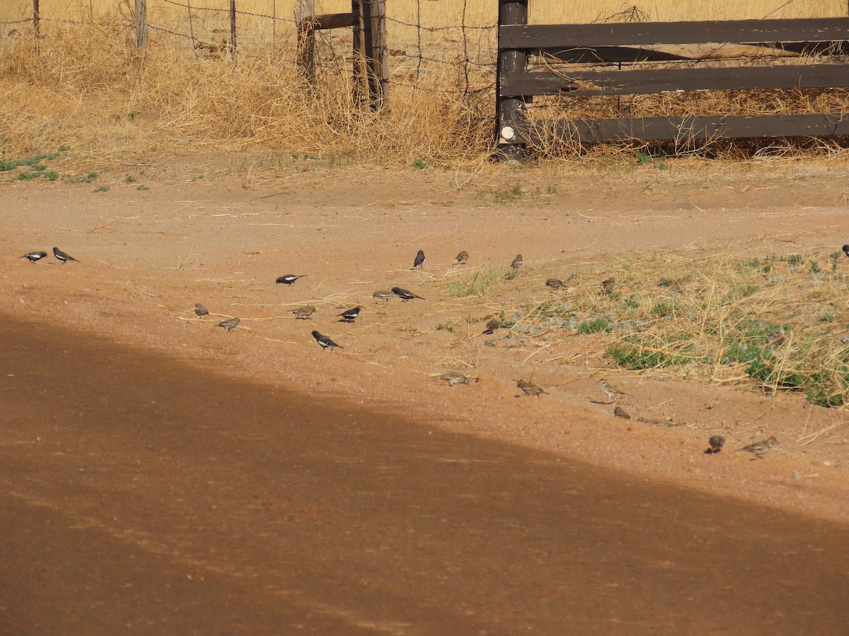 Lark Bunting - ML447125731