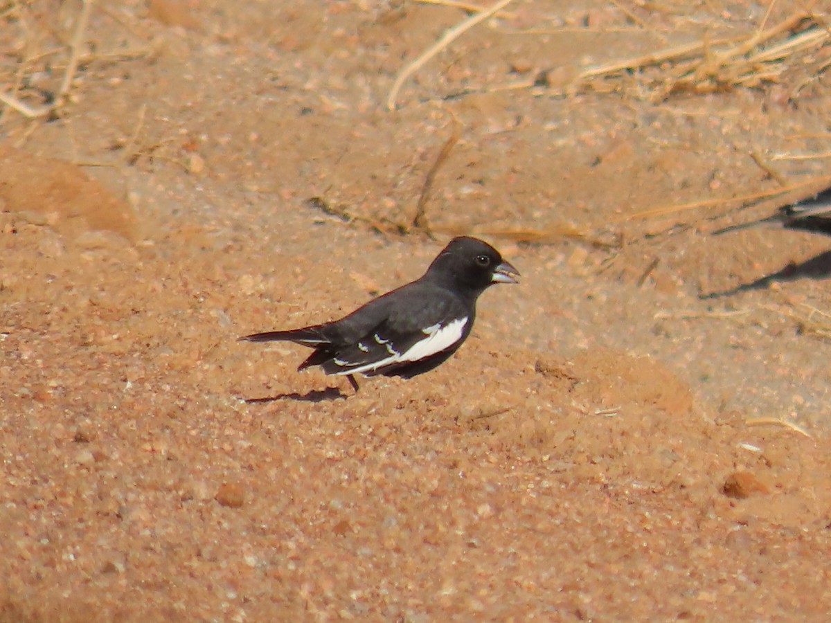 Lark Bunting - ML447125811