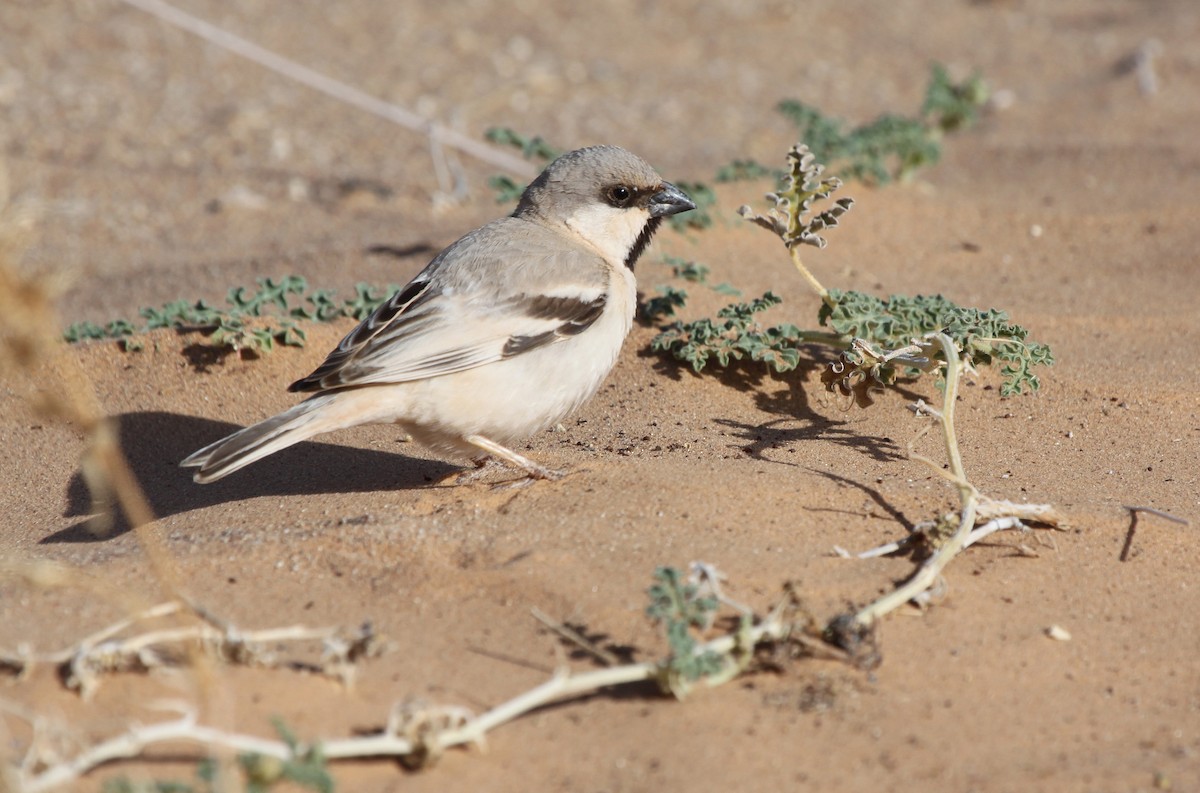 Desert Sparrow - Alexander Lees