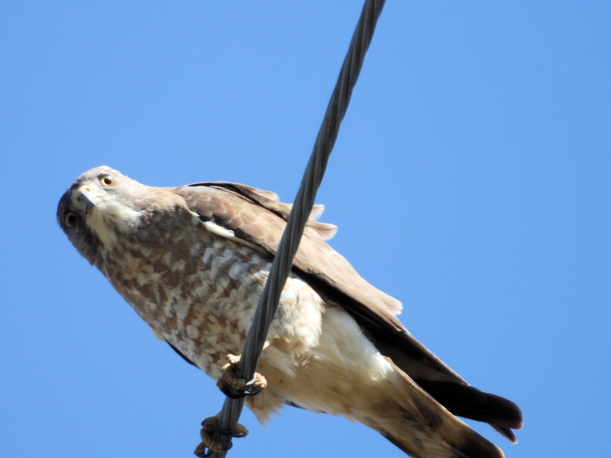 Broad-winged Hawk - jean claude juillet